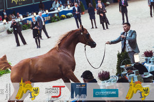190928_100_All Nations Cup-1184.jpg